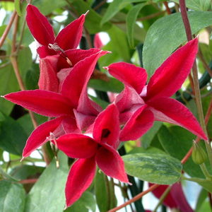Clematis Gravetye Beauty