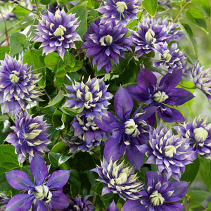 Clematis Taiga (PBR)