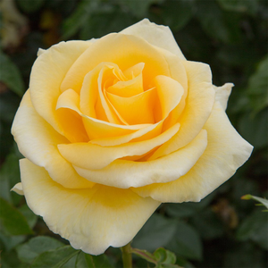 Rosa Golden Eureka ('Meikanaro') (PBR)
