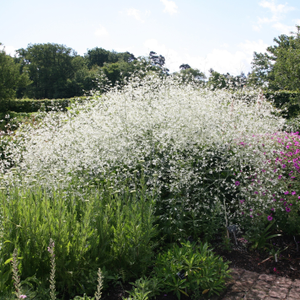 Crambe cordifolia