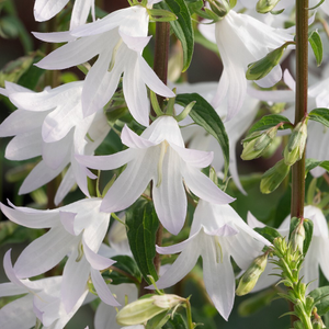 Adenophora pereskiifolia White Blaze