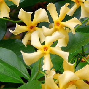 Trachelospermum jasminoides Star of Toscana ('Selbra') (PBR)