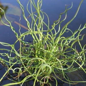 Juncus effusus f. spiralis