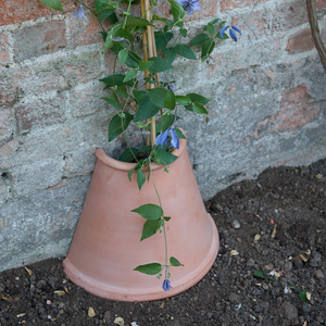 Clematis root protector