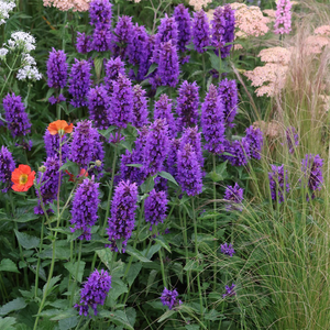 Agastache Blue Boa (PBR)