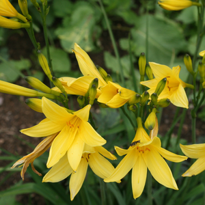 Hemerocallis lilioasphodelus 