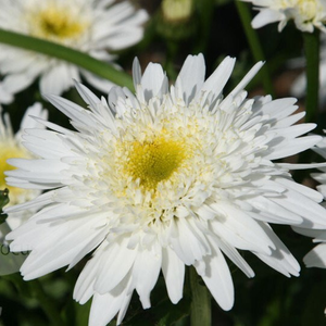 Leucanthemum × superbum Wirral Supreme