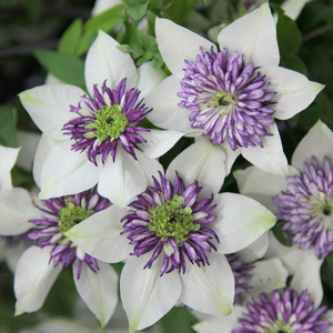 Clematis florida var. florida Sieboldiana