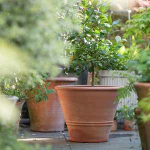 Terracotta citrus pot