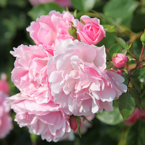 Rosa Bonica ('Meidomonac')