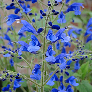 Salvia Blue Butterflies