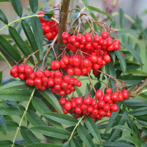 Sorbus ulleungensis Olympic Flame