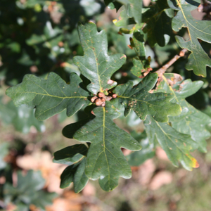 Quercus robur