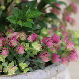 Origanum Kent Beauty