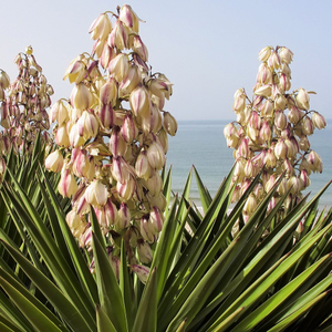 Yucca filamentosa 
