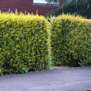 Ligustrum ovalifolium Aureum