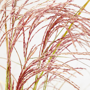 Miscanthus sinensis Red Cloud ('Empmis01') (PBR)