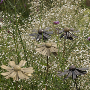 Helenium flower stake