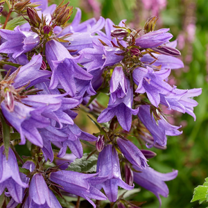 Campanula Rebelle ('AB1')