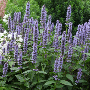 Agastache Blue Fortune