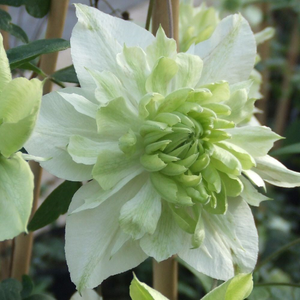 Clematis florida var. flore-pleno Plena