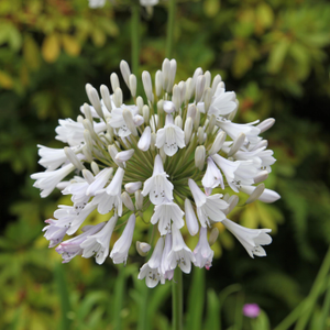 Agapanthus Windsor Grey