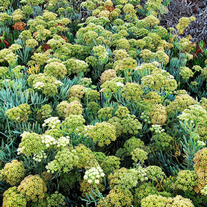 rock samphire