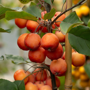 Malus John Downie