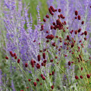 Sanguisorba officinalis Red Thunder