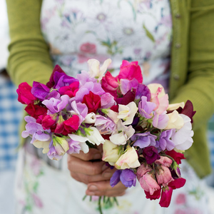 Lathyrus odoratus Old Fashioned mixed