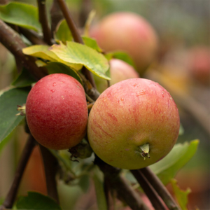 apple Red Falstaff (PBR)