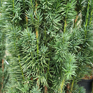 Taxus baccata Fastigiata Robusta