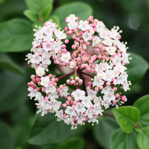 Viburnum tinus Eve Price