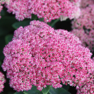 Hylotelephium × mottramianum Herbstfreude