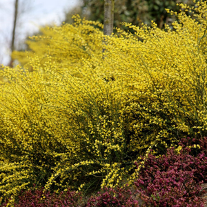 Cytisus × praecox Allgold