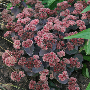 Hylotelephium telephium (Atropurpureum Group) Karfunkelstein