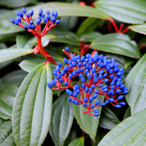 Viburnum davidii 
