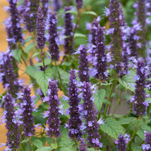 Agastache rugosa Little Adder