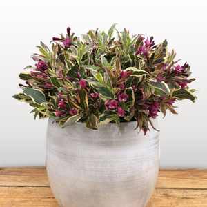 Weigela florida All Summer Monet ('Verweig 8') (PBR) (All Summer Series)