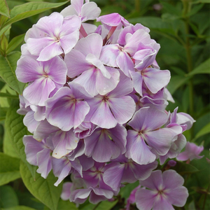 Phlox paniculata Franz Schubert
