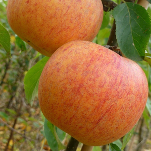 apple Charles Ross