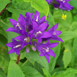 Campanula glomerata Superba