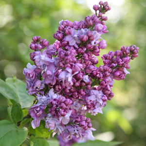 Syringa vulgaris Charles Joly