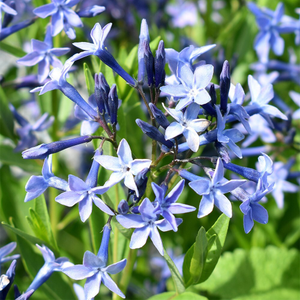 Amsonia Blue Ice