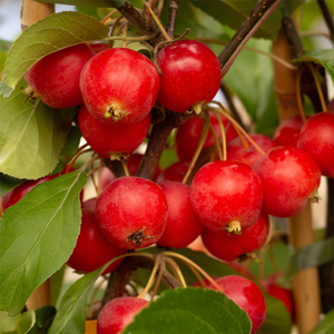 Malus × atrosanguinea Gorgeous