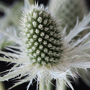 Eryngium Magical White Lagoon ('Kolmwhila') (PBR) (Magical Series)