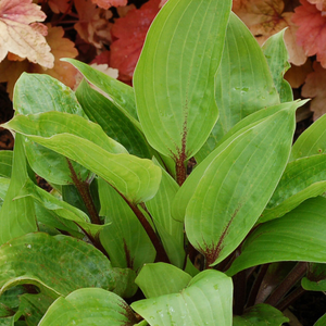 Hosta Purple Heart