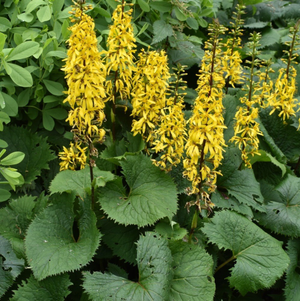 Ligularia The Rocket