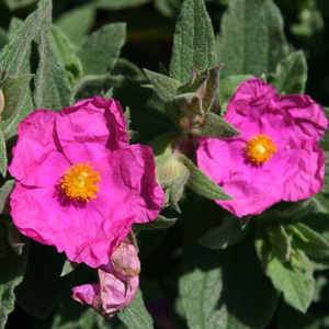Cistus × pulverulentus Sunset