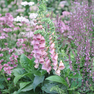 Digitalis × mertonensis 